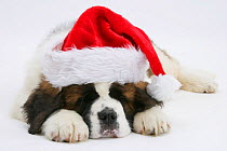 RF- Saint Bernard puppy, Vogue, asleep wearing a Father Christmas hat. (This image may be licensed either as rights managed or royalty free.)
