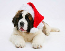 RF- Saint Bernard puppy, Vogue, wearing a Father Christmas hat. (This image may be licensed either as rights managed or royalty free.)