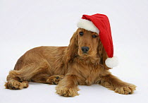 Red / Golden English Cocker Spaniel, 5 months old, wearing a Father Christmas hat.