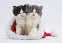 Two Black-and-white and grey-and-white kittens in a Father Christmas hat.