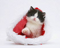 Black-and-white kitten in a Father Christmas hat.