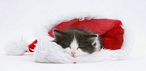 Black-and-white kitten asleep in a Father Christmas hat.