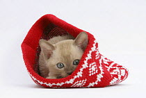 Burmese kitten in a Christmas hat.