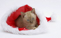 Burmese kitten in a Father Christmas hat.