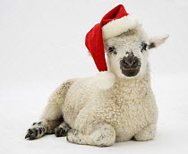 Lamb wearing a Father Christmas hat.