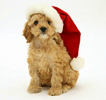 American Cockerpoo puppy, 8 weeks old, wearing a Father Christmas hat.