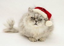Silver tabby chinchilla Persian male cat Cosmos, wearing a Father Christmas hat.