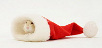 Dwarf Russian Hamster (Phodopus sungorus) in a Father Christmas hat.