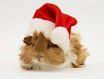 Guinea-pig wearing a Father Christmas hat.