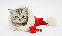 Tabby kitten in a Father Christmas hat with a christmas decoration mouse.
