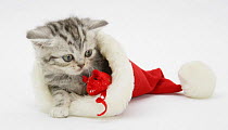 Tabby kitten in a Father Christmas hat playing with a toy mouse.