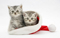 Two Tabby kittens in a Father Christmas hat.