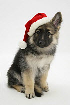German Shepherd Dog bitch puppy, Echo, wearing a Father Christmas hat.