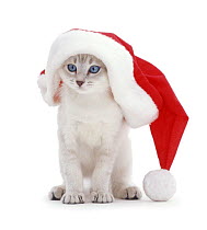 Blue-eyed colour-point kitten (Sebastian x Mia) in Father Christmas hat.