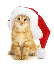 Ginger kitten, Benedict, in a Father Christmas hat, DIGITAL-FILM Composite