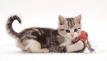 Silver tabby-and-white kitten, 8 weeks old, playing with Christmas tinsel.