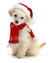 Poodle with scarf and Father Christmas hat.