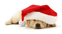 Golden Retriever puppypy asleep under Father Christmas hat.