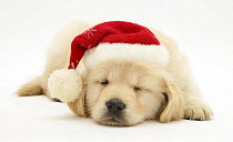 Golden Retriever puppy asleep wearing a Father Christmas hat.