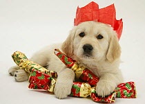 Golden Retriever puppy with Christmas crackers wearing paper hat.