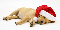 Yellow Labrador Retriever puppypy asleep wearing a Father Christmas hat.