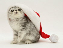 Silver tabby Exotic kitten wearing a Father Christmas hat.