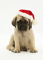 English Mastiff puppypy wearing a Father Christmas hat.