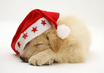 White German Shepherd Dog puppy asleep wearing a Father Christmas hat.