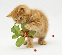 Red tabby British Shorthair kitten playing with berries on a holly sprig.