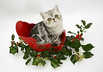 Blue-silver Exotic Shorthair kitten in a miniature christmas sledge with holly and ivy.