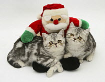 Two Silver tabby Exotic kittens with toy Father Christmas.