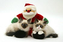 Two Birman x ragdoll kittens with a toy Father Christmas.
