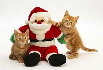 Two Red tabby kittens with Father Christmas toy.
