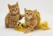 Two Red tabby kittens with gold christmas tinsel.