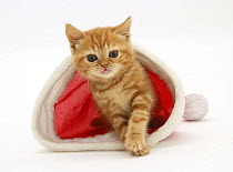 Red tabby kitten in a Father Christmas hat.