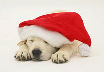 Retriever puppy asleep wearing a Father Christmas hat.