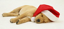 Yellow Labrador Retriever puppy asleep wearing a Father Christmas hat.