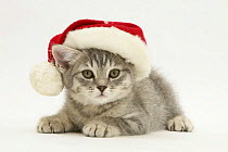 Grey Spice kitten wearing a Father Christmas hat.