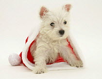 West Highland White Terrier puppy in a Father Christmas hat.