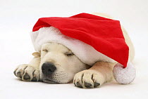Retriever puppy asleep wearing a Father Christmas hat.