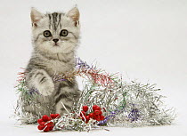 Silver tabby kitten with silver tinsel and red berry christmas decoration.