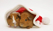 Two Young red Rex Guinea-pigs, 6 weeks, in a Father Christmas hat.