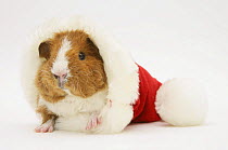 Young red-and-white Rex Guinea-pig, 6 weeks, in a Father Christmas hat.