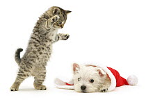 A playful tabby kitten pouncing on a West Highland White Terrier puppy as he pokes his head out from a Father Christmas hat.