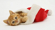 Red tabby kitten in a Father Christmas hat.