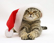 Tabby cat wearing a Father Christmas hat.