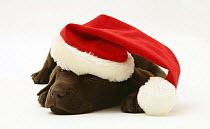 Chocolate Retriever puppy, Mocha, asleep wearing a Father Christmas hat.