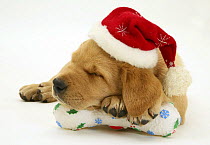Yellow Labrador Retriever puppy wearing a Father Christmas hat, asleep on a festive toy bone.