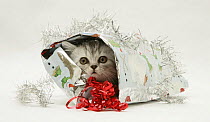 Silver tabby kitten coming out of a Christmas parcel.