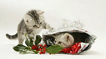 Two Silver tabby kittens with holly and Christmas parcel.